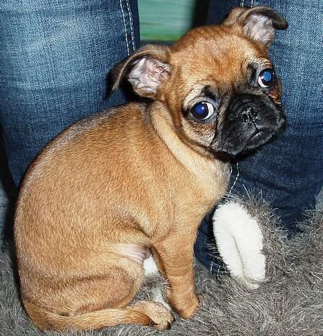 Blanding af racer Pippi billede 6