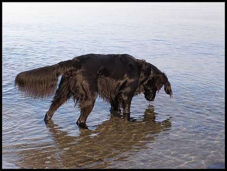 Blanding af racer Zaco - 2007 billede 4