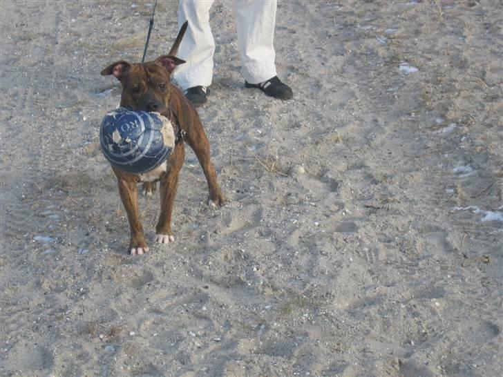 Amerikansk staffordshire terrier Cody HimmelHund billede 11