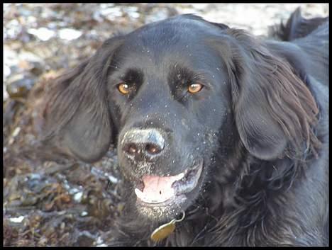 Blanding af racer Zaco - 2007 billede 5