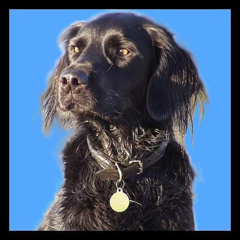 Blanding af racer Zaco - 2006 billede 6