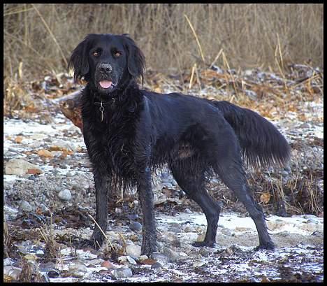 Blanding af racer Zaco - 2007 billede 7