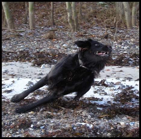 Blanding af racer Zaco - 2007 billede 8