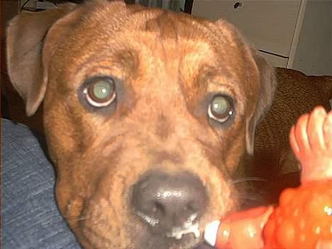 Blanding af racer Sasja - Far, ska vi lege!? billede 1