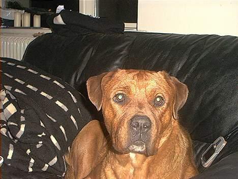 Blanding af racer Sasja - Hva er det du laver? billede 2