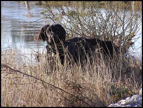 Blanding af racer Zaco - 2007 billede 9