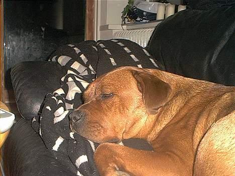 Blanding af racer Sasja - Træt oven på en lang dag i skoven, fars tæppe er så dejligt. billede 3