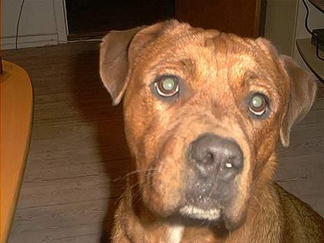 Blanding af racer Sasja - Jeg har lært at posere så fint af min mor... billede 4