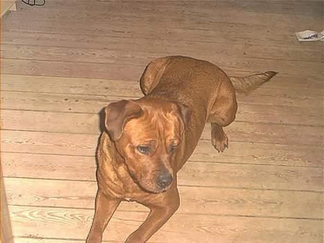 Blanding af racer Sasja - Jeg kiggede men så kom der en kat.. billede 5