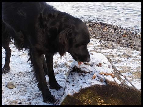 Blanding af racer Zaco - 2007 billede 10