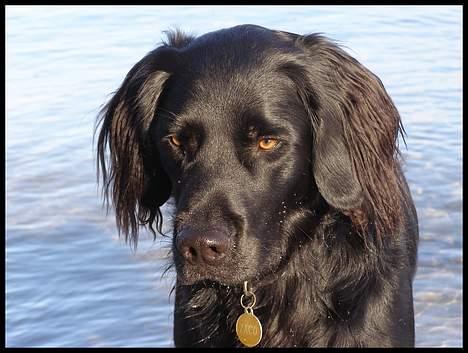 Blanding af racer Zaco - 2007 billede 11