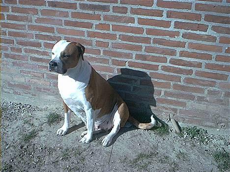 Amerikansk bulldog Baily - Sidder bare lige her og nyder solen. billede 1