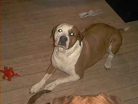 Amerikansk bulldog Baily - Jeg ligger stiller far, så du ka bare ta et billede. billede 2