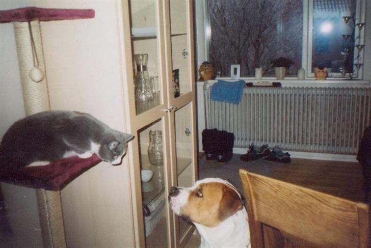 Amerikansk bulldog Baily - HOV !! Der var Morfar..  billede 3