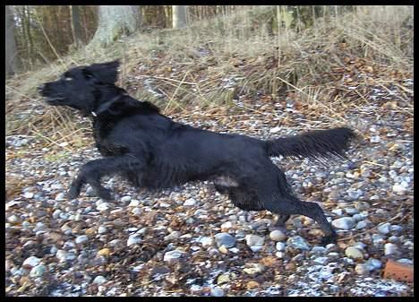 Blanding af racer Zaco - I believe I can fly.... 2007 billede 12