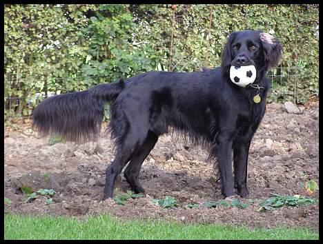 Blanding af racer Zaco - 2006 billede 13