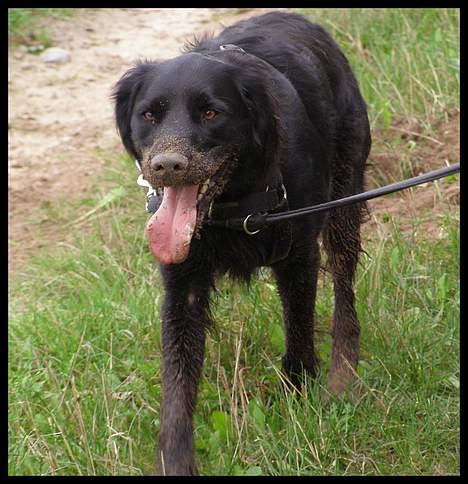 Blanding af racer Zaco - 2006 billede 14