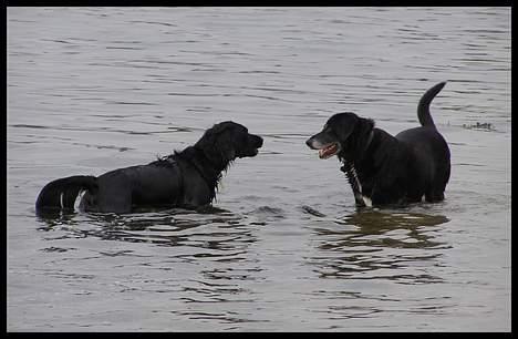 Blanding af racer Zaco - Zaco og onkel Vaks...    2006 billede 15