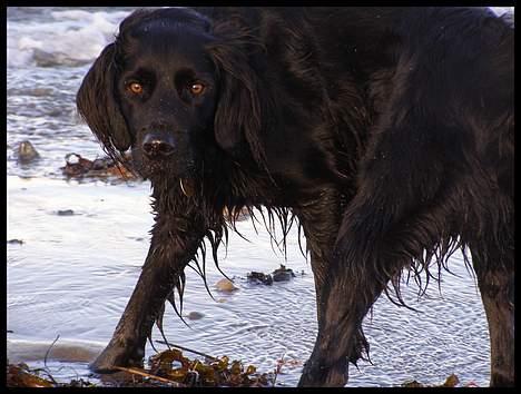 Blanding af racer Zaco - 2007 billede 16