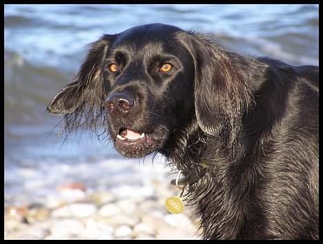 Blanding af racer Zaco - 2007 billede 17