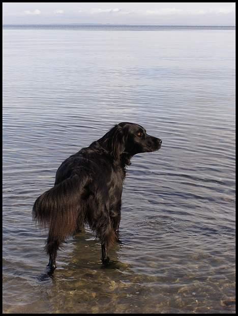 Blanding af racer Zaco billede 18