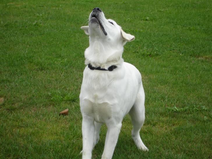 Blanding af racer Buller R.I.P billede 19