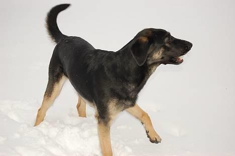 Blanding af racer Gismo<33 - hihi...!  billede 14