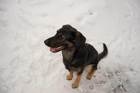 Blanding af racer Gismo<33 - du er så fin min lille mus... =O billede 15