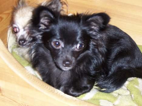 Chihuahua Freya .. - så er jeg blevet 9 mdr... og en stor smuk pige billede 5