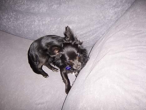 Chihuahua Freya .. billede 6