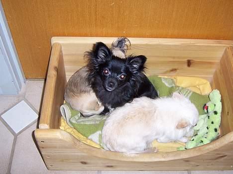 Chihuahua Freya .. - her ligger vi så alle tre dejlige tøser billede 7