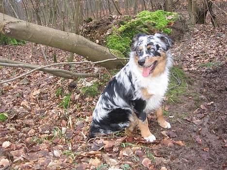 Australian shepherd PaintedMagic Captain Hook billede 5