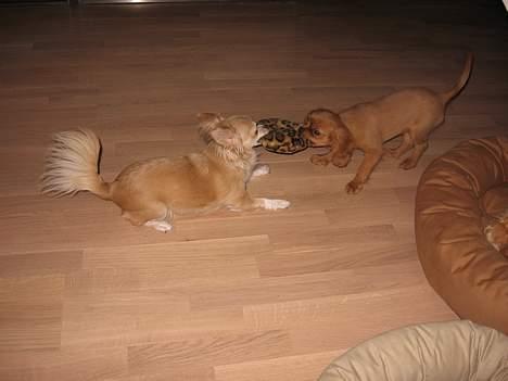 Chihuahua Chili billede 14