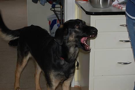 Blanding af racer Gismo<33 - man skal slikke sig rundt om munden efter man har spist.... billede 16