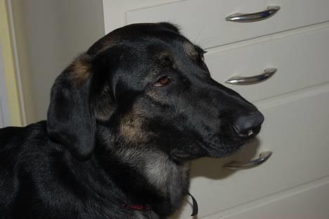 Blanding af racer Gismo<33 - falder du i staver gismo.....! billede 17