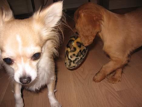 Chihuahua Chili billede 15