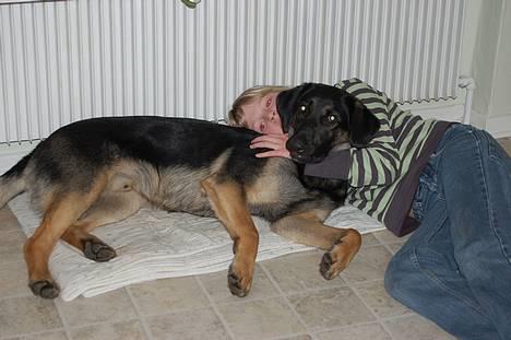 Blanding af racer Gismo<33 - mig og min lille vuffer ligger bare lige og hygger os.... :-) billede 18