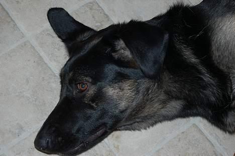 Blanding af racer Gismo<33 - jeg er meget trat... :-) billede 19