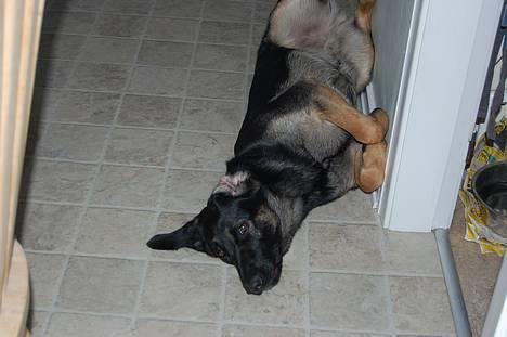 Blanding af racer Gismo<33 - ligger du dejligt.... :b billede 20