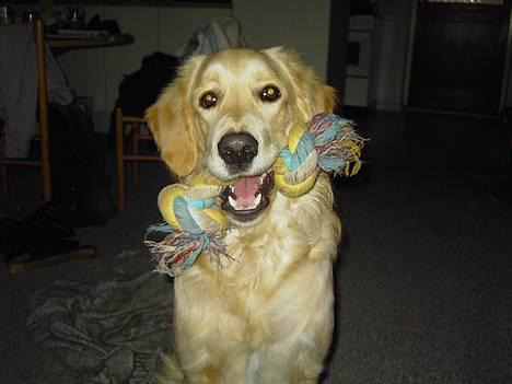 Golden retriever Tantor - Skal vi lege?? billede 1