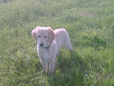 Golden retriever Tantor - 10 uger gammel - fanger du mig ikke snart? ;) billede 2