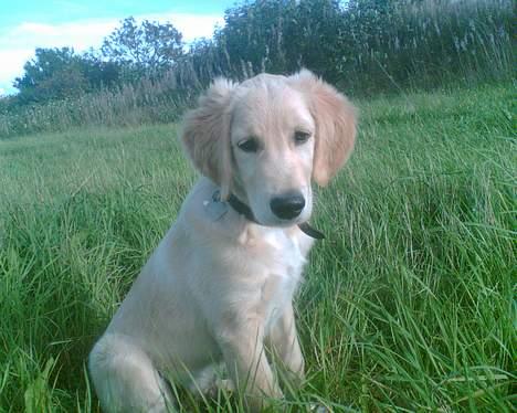 Golden retriever Tantor - Mellem 10 og 11 uger - er han ikke bare sød? :P billede 3