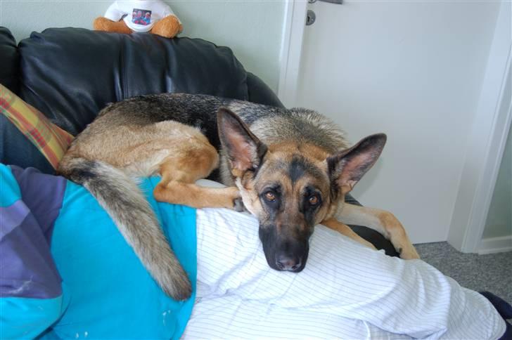 Schæferhund Chika<33 - Elsker dig rigtig højt min lille muzz!!! billede 1