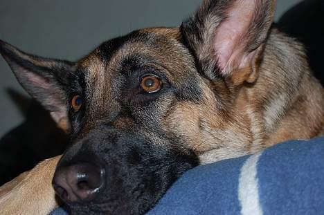 Schæferhund Chika<33 - Du er så fin<33 billede 2