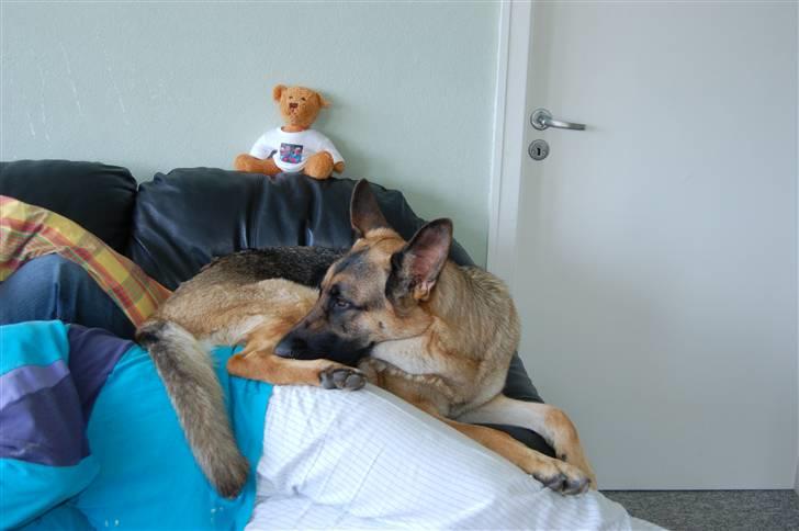 Schæferhund Chika<33 - Uha det kløer... billede 5
