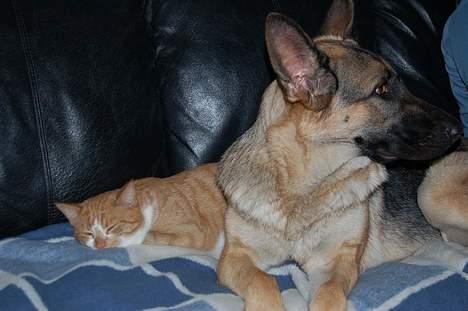 Schæferhund Chika<33 - hvad siger du sanne....? billede 6