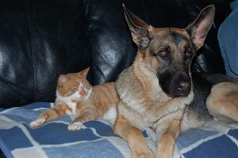 Schæferhund Chika<33 - når hun hørte mig vist ikke.... :) billede 7