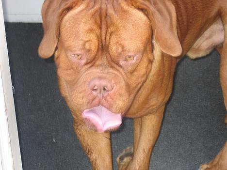 Dogue de bordeaux Spike billede 1
