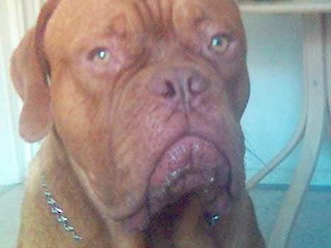 Dogue de bordeaux Spike billede 2