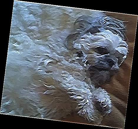 Shih tzu LUI - Er jeg ikke fin billede 11